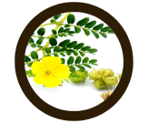 गोक्षुर